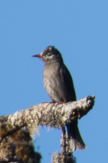 Black Bulbul (psaroides Group) - William Stephens