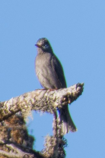 Bulbul Negro (grupo psaroides) - ML197696211