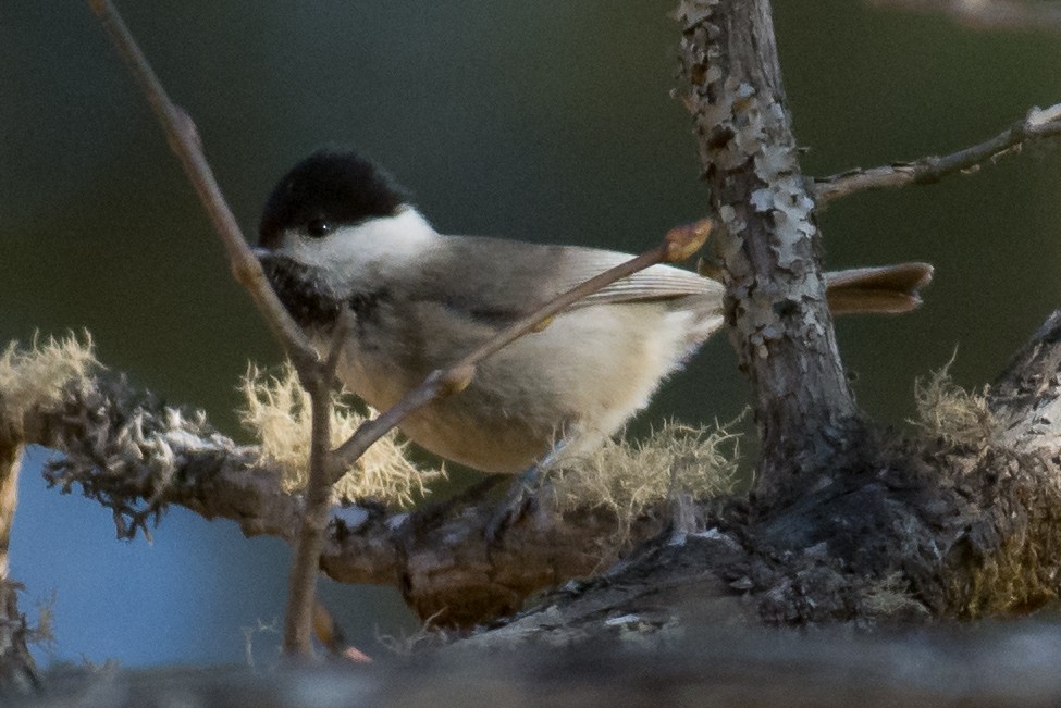 Black-bibbed Tit - William Stephens