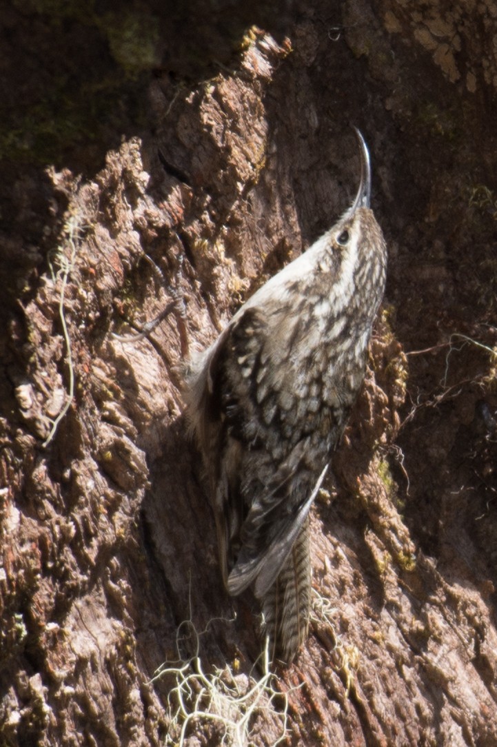 Bar-tailed Treecreeper - William Stephens