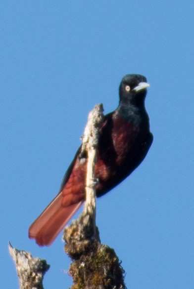 Maroon Oriole - ML197696971