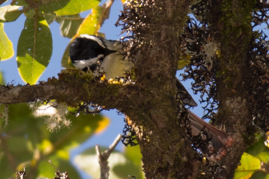 Red-tailed Minla - ML197697331