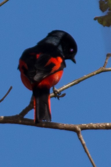 Minivet Colilargo - ML197697641