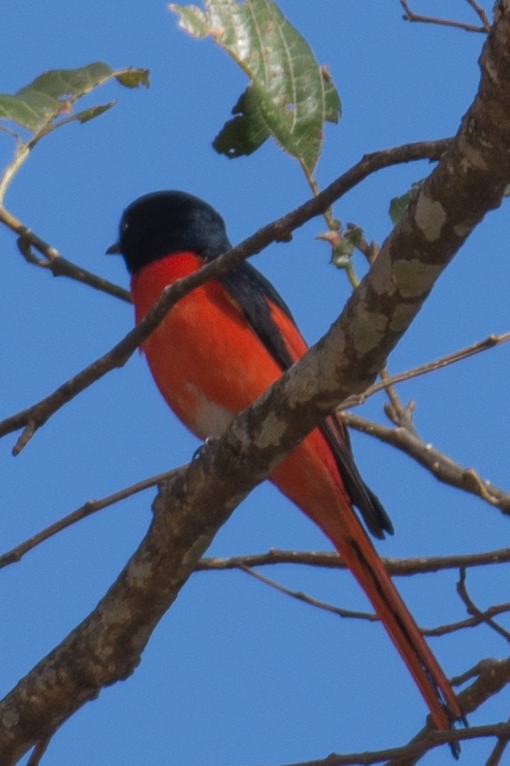 Long-tailed Minivet - ML197697651