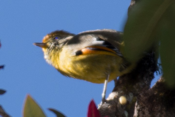 Chestnut-tailed Minla - William Stephens