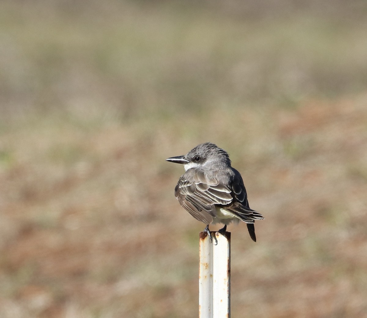 Gray Kingbird - ML197700341