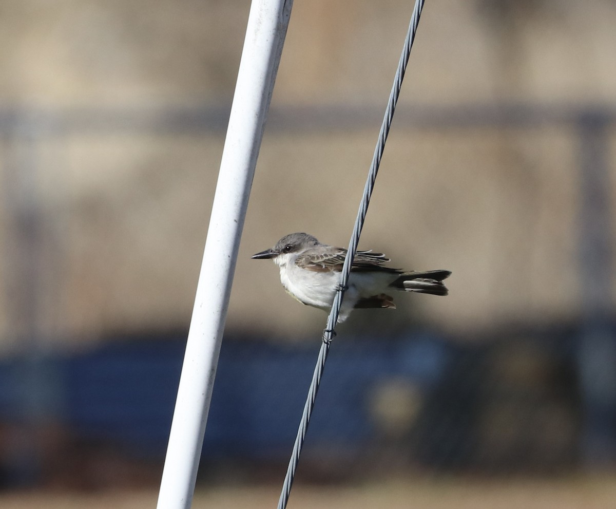 Gray Kingbird - ML197700421