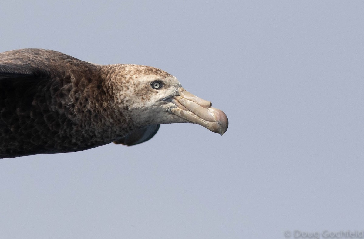 Northern Giant-Petrel - ML197700621