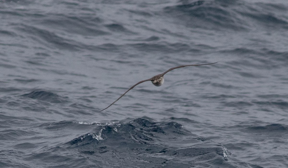 Parasitic Jaeger - ML197700811