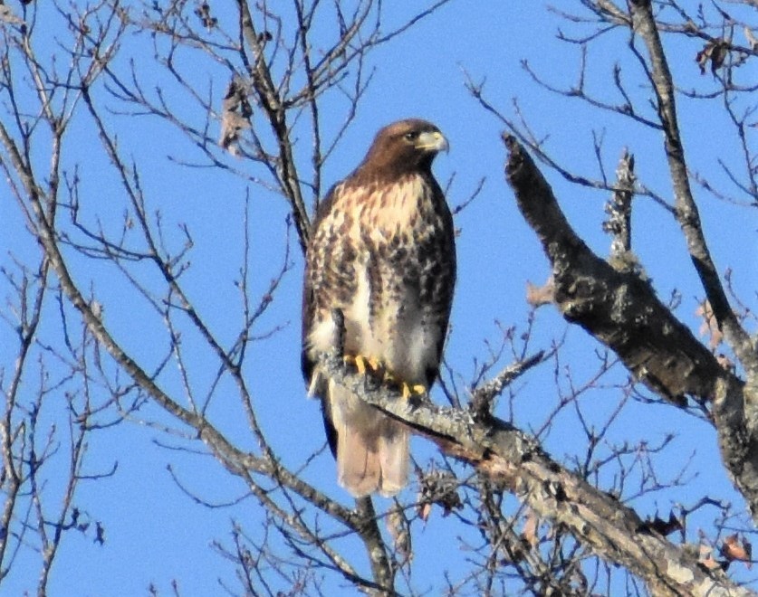 Red-tailed Hawk - ML197701191