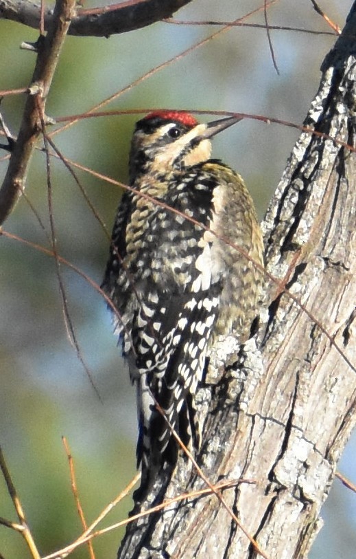 Yellow-bellied Sapsucker - ML197701211