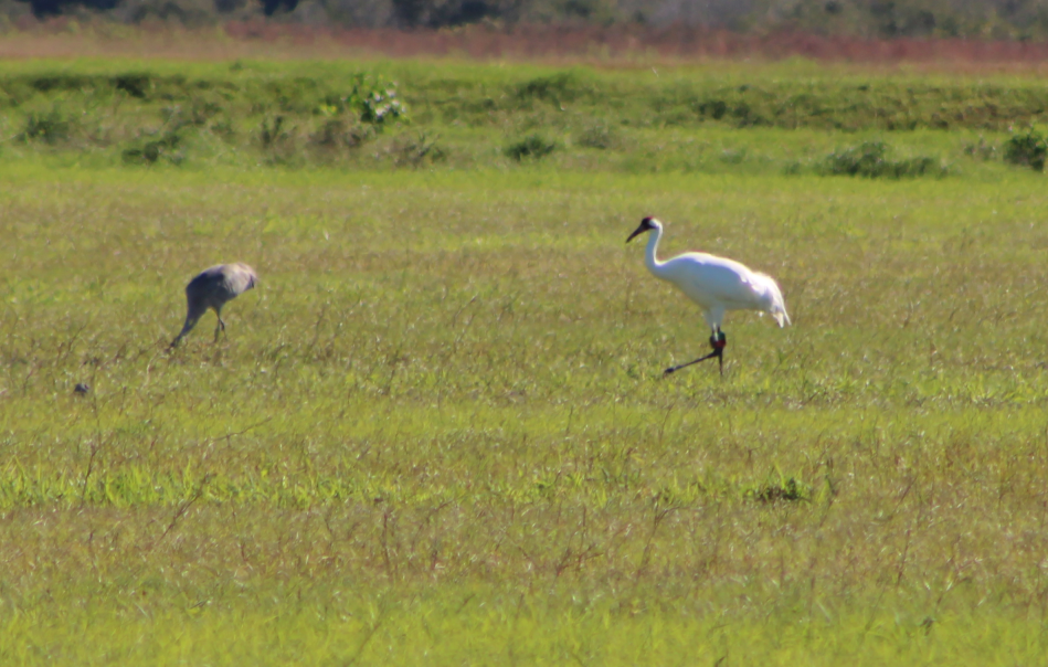 Whooping Crane - ML197701561