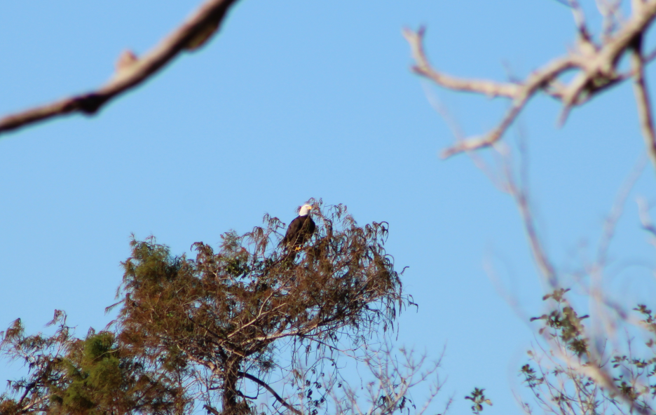 Bald Eagle - ML197702171