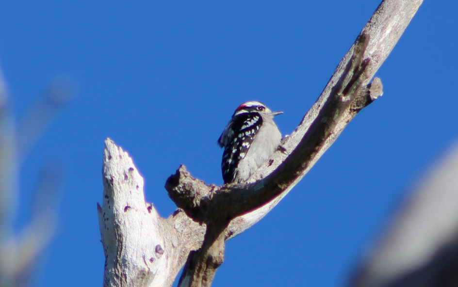 Downy Woodpecker - ML197702231