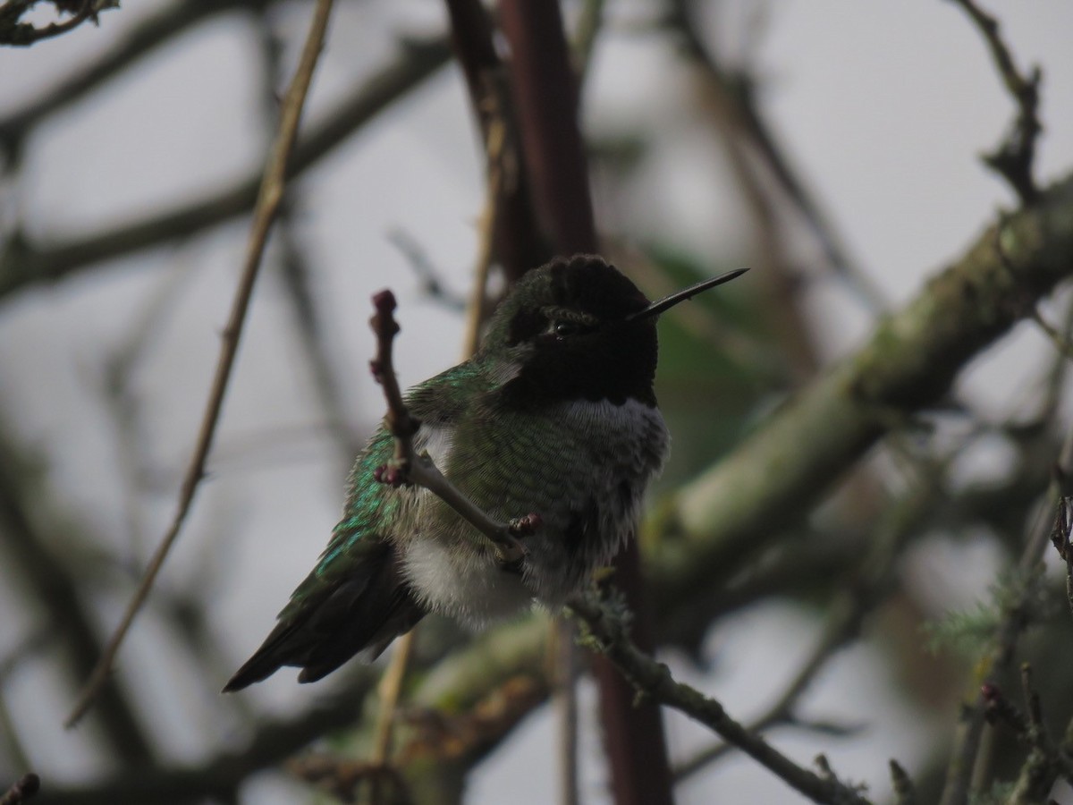 Anna's Hummingbird - ML197702571
