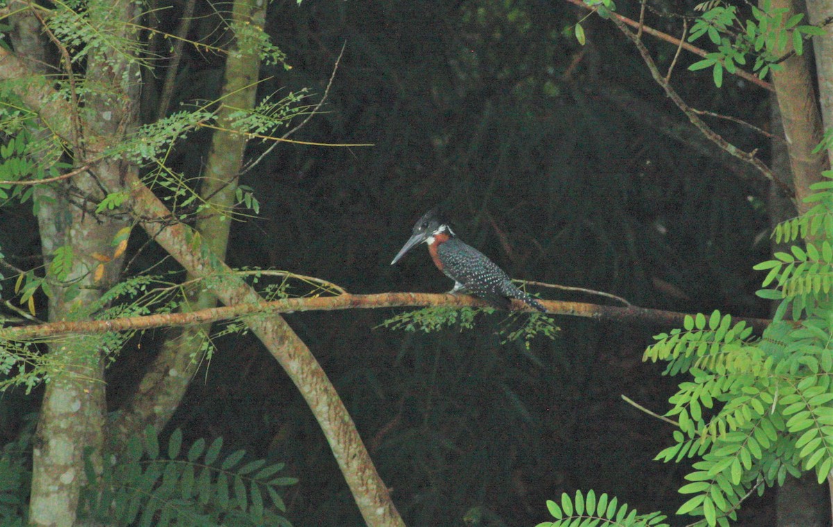 Giant Kingfisher - Jan Harm Wiers