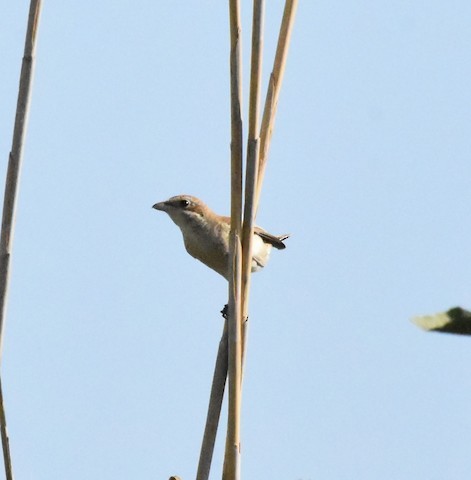 Red-backed Shrike - ML197702991