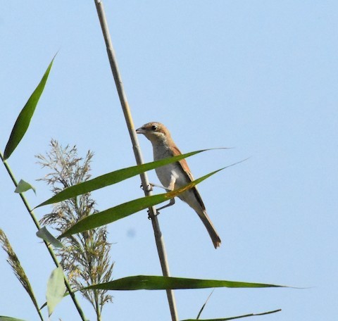 Red-backed Shrike - ML197703001