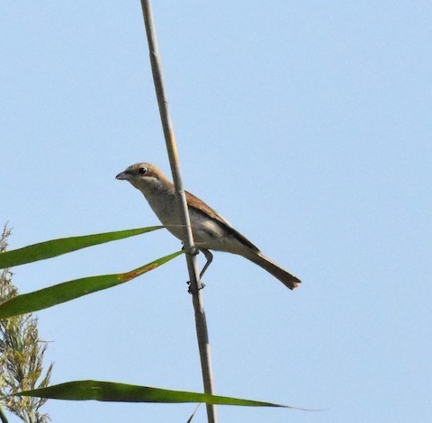 Red-backed Shrike - ML197703011