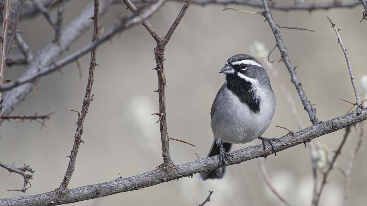 Black-throated Sparrow - Bryan Calk