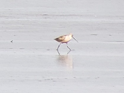 Marbled Godwit - Steve Calver