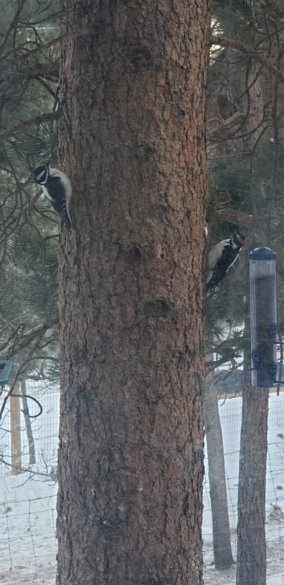 Hairy Woodpecker - ML197703791