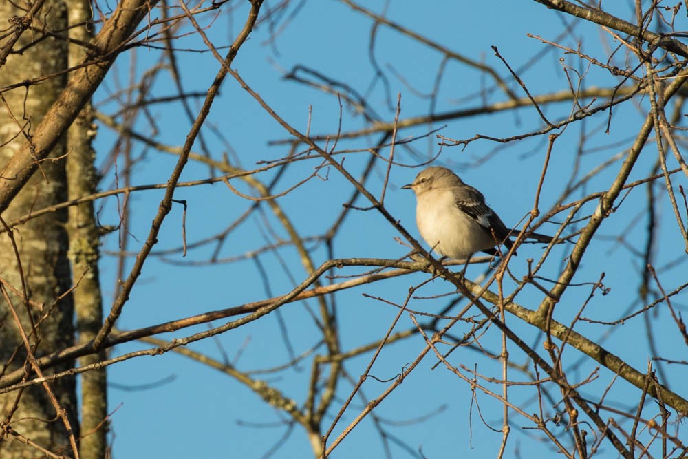 Northern Mockingbird - ML197706271