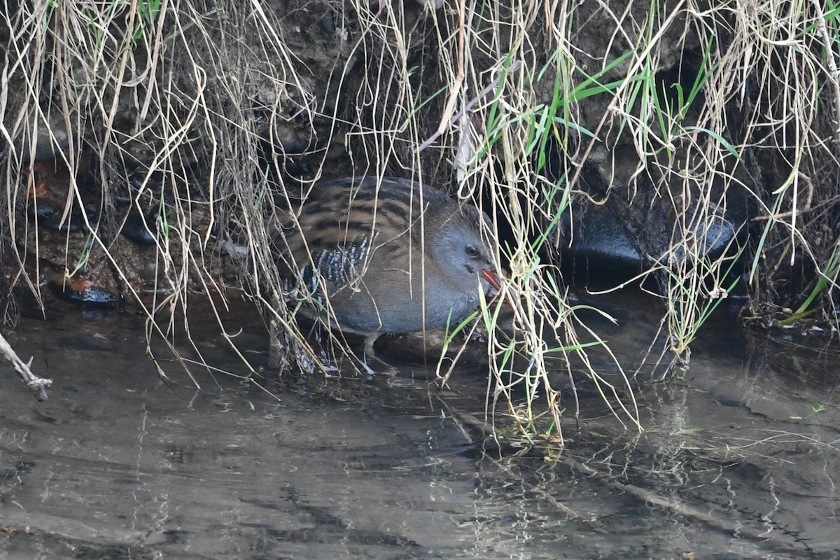 Water Rail - ML197708061