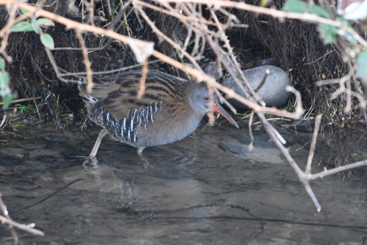 Water Rail - Maryse Neukomm