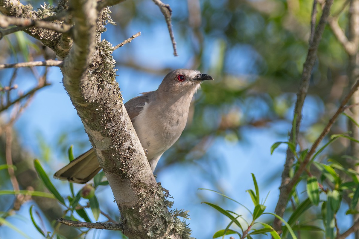 Ash-colored Cuckoo - ML197710811