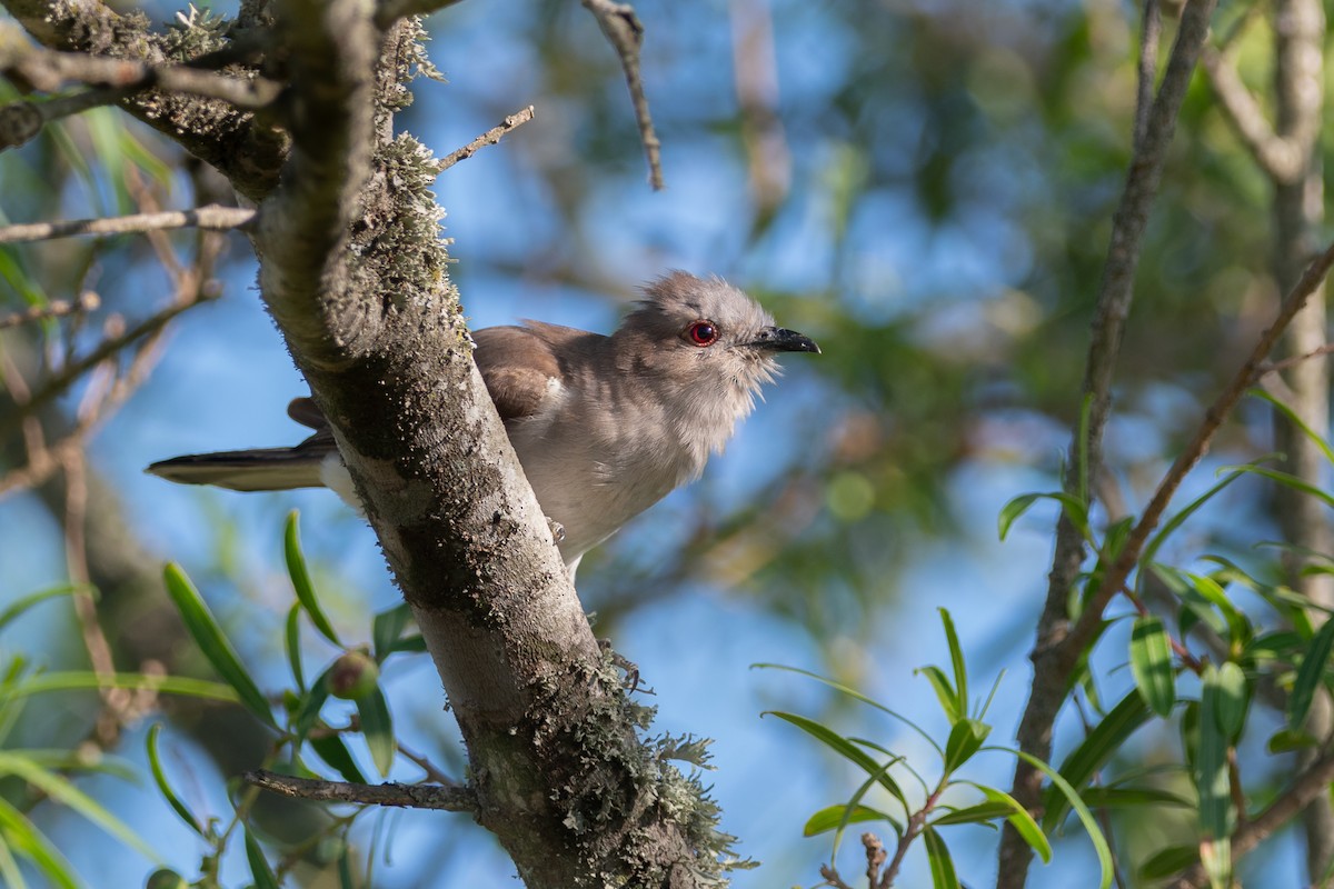 Ash-colored Cuckoo - ML197710831