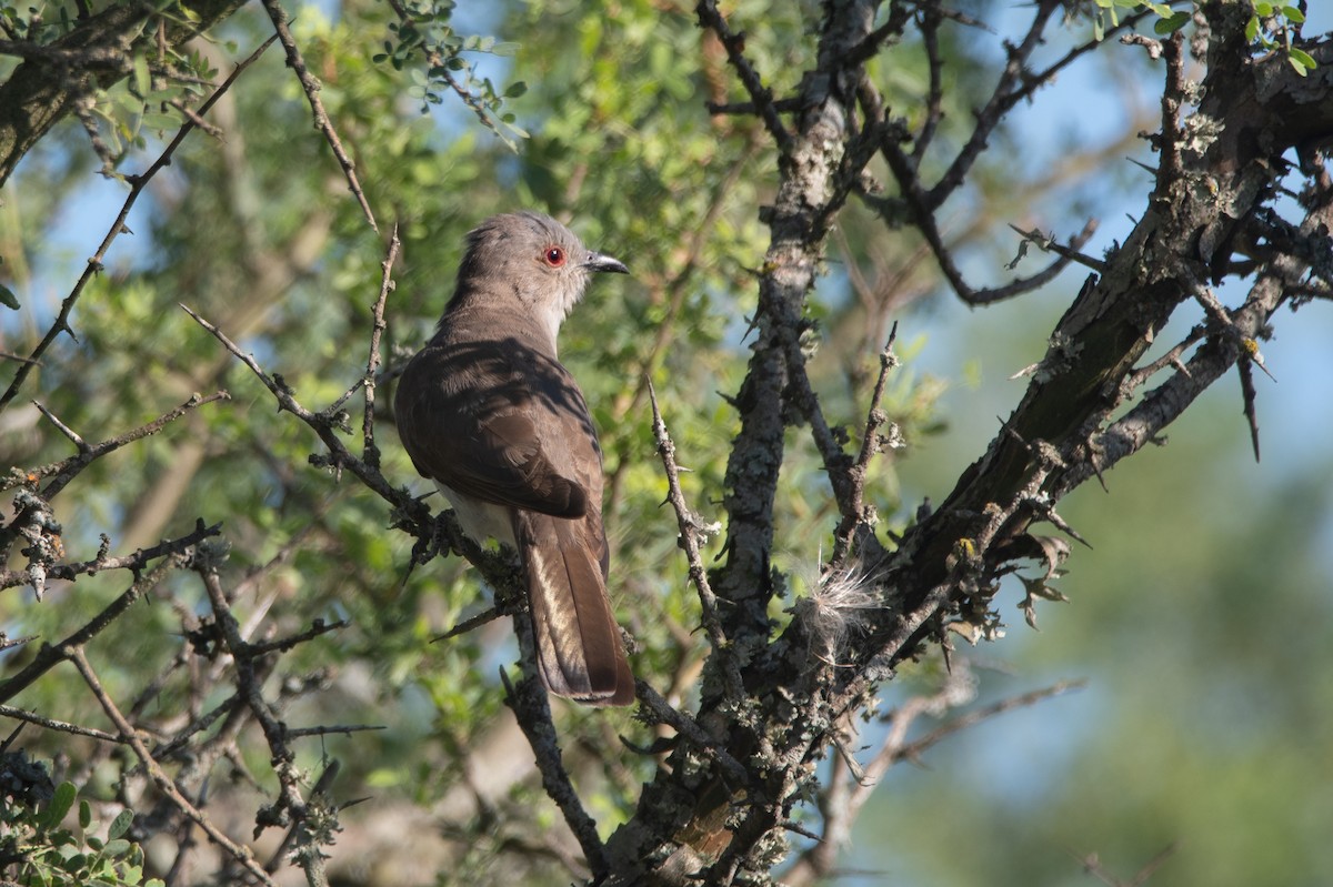 Ash-colored Cuckoo - ML197710841