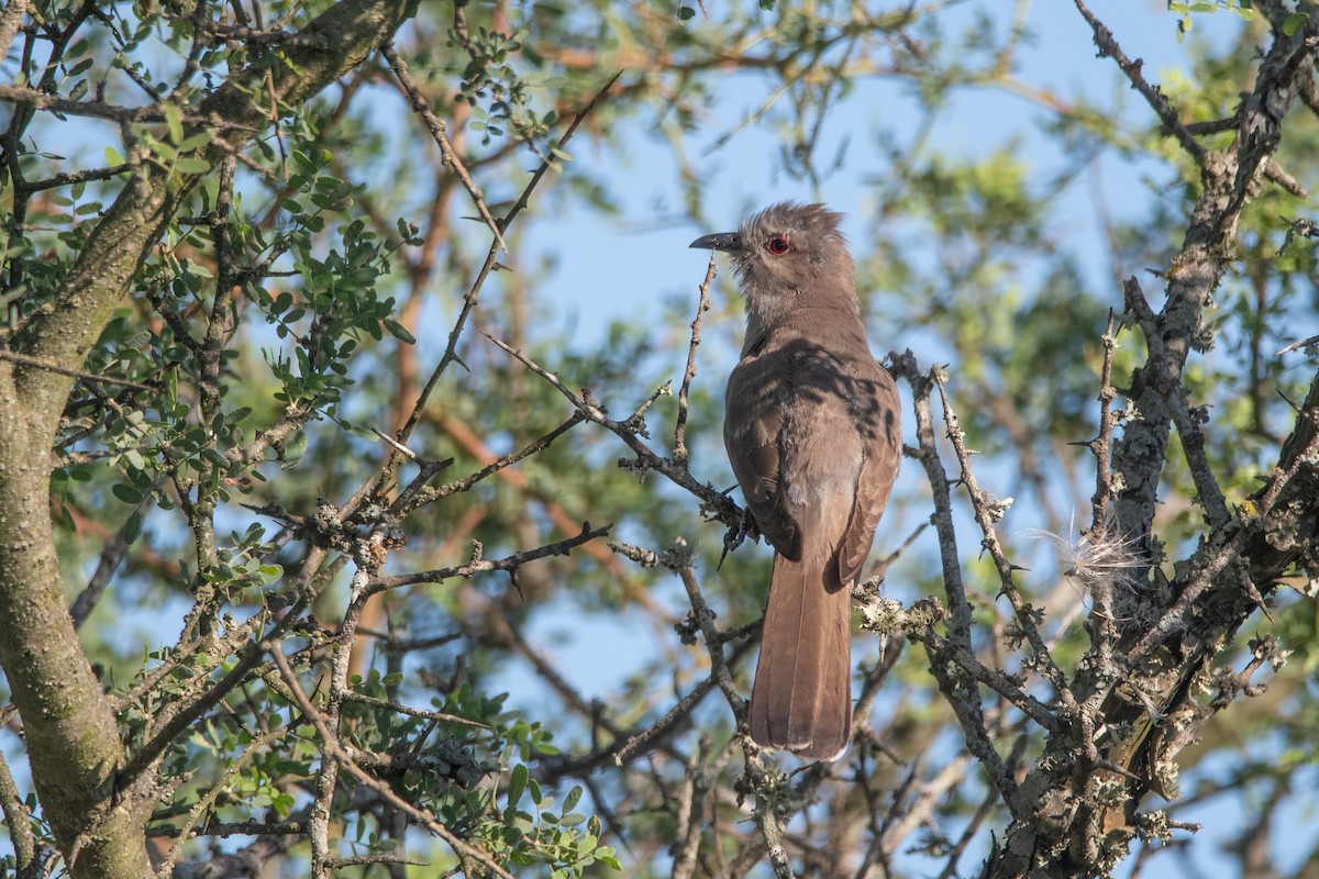 Ash-colored Cuckoo - Pablo Re