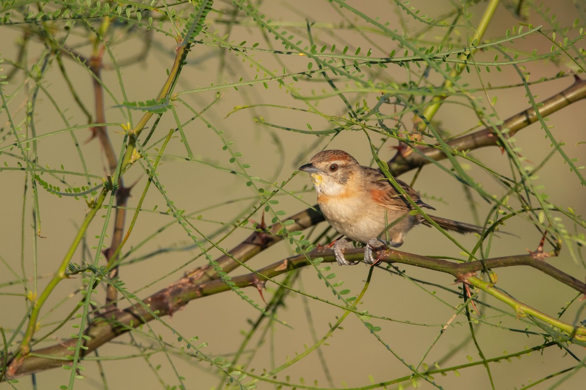 Chotoy Spinetail - ML197711631