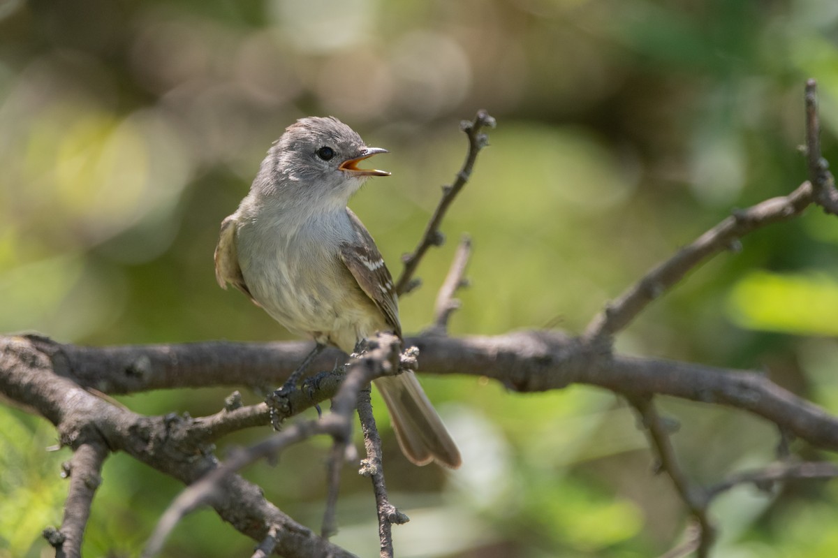 Southern Beardless-Tyrannulet - ML197711811