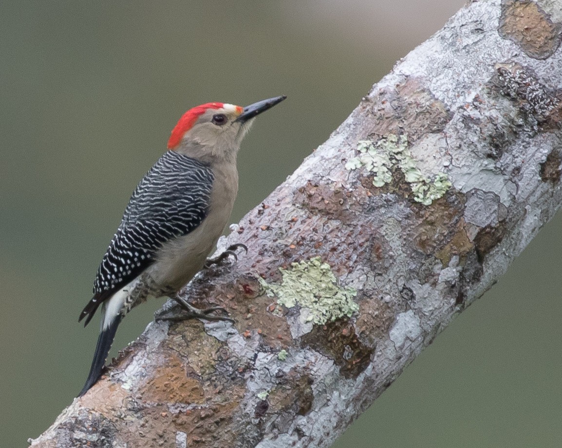 Golden-fronted Woodpecker - Ian Burgess