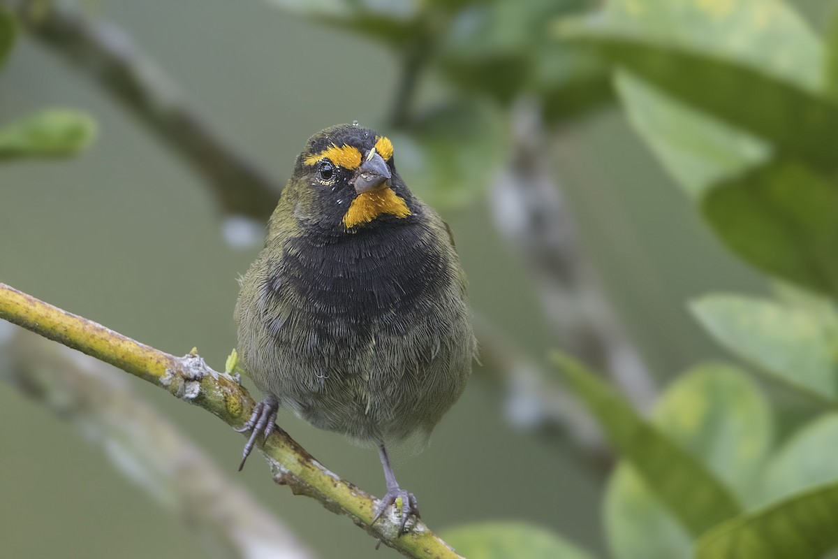 Yellow-faced Grassquit - ML197714071