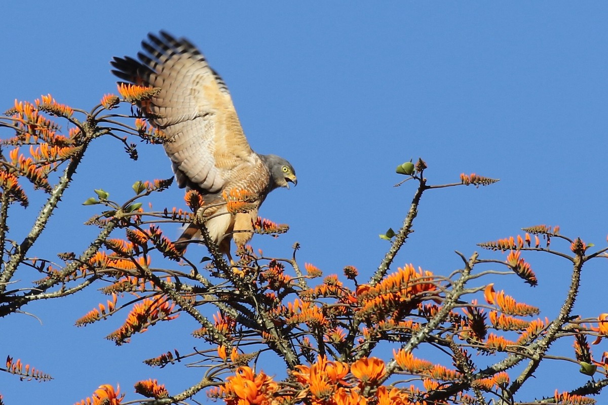 Roadside Hawk - ML197714161