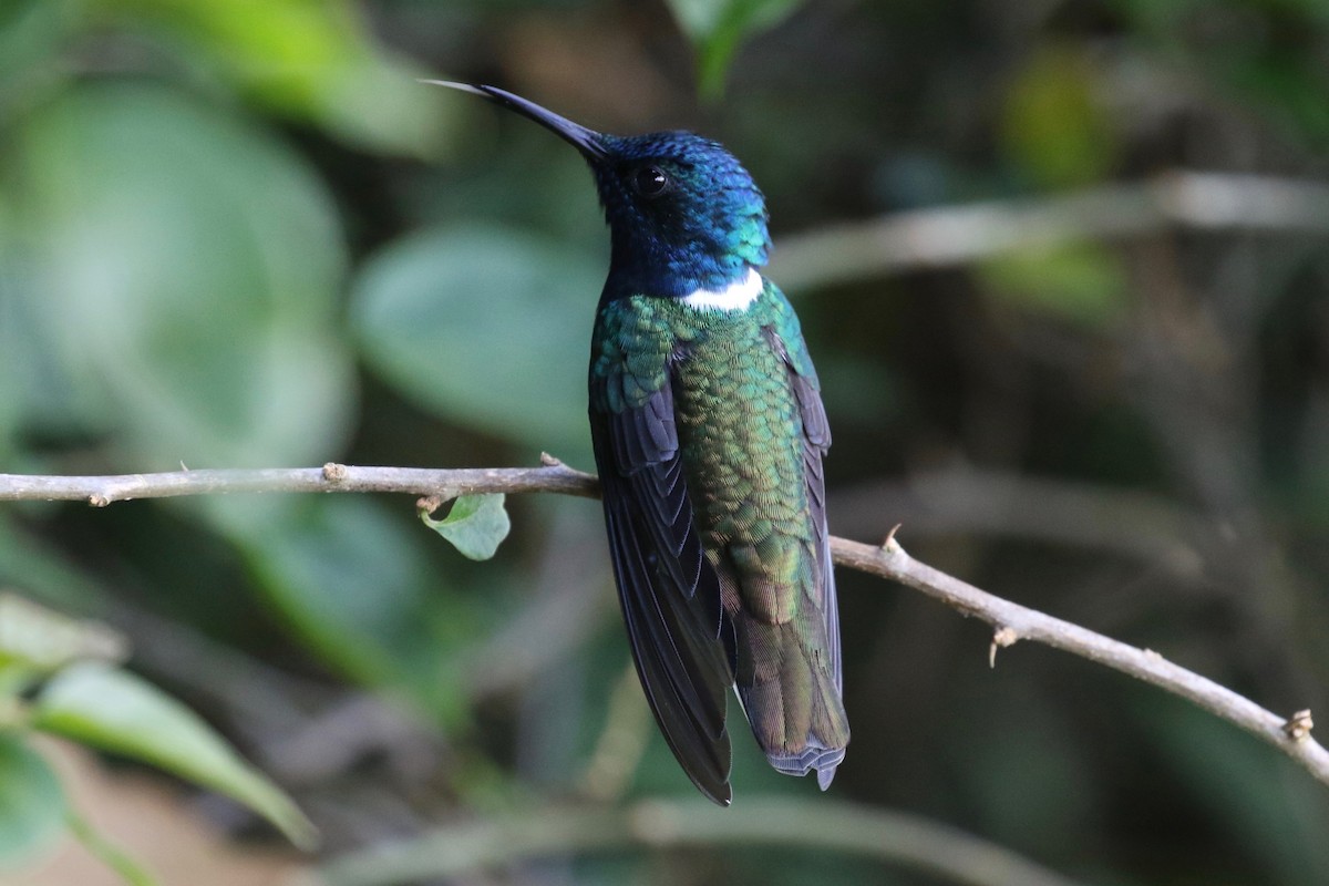 White-necked Jacobin - ML197714401