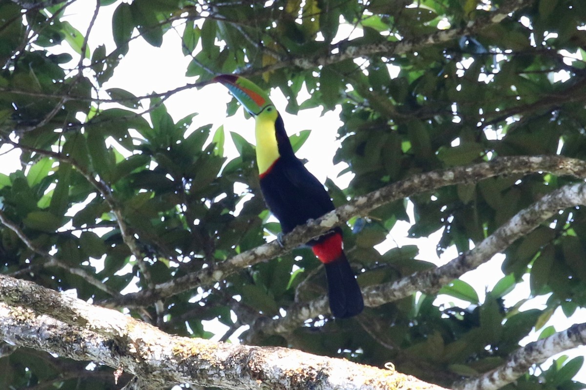 Keel-billed Toucan - ML197714521