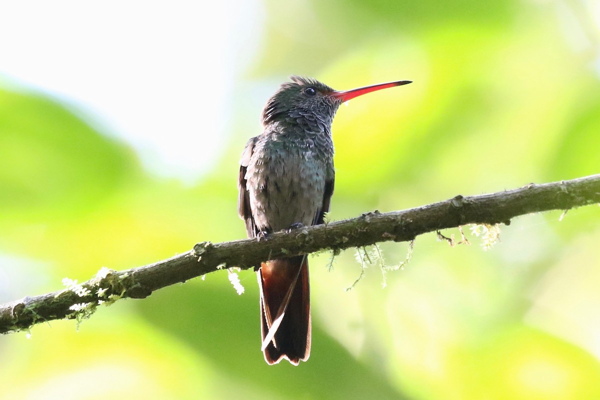 Rufous-tailed Hummingbird - ML197714611