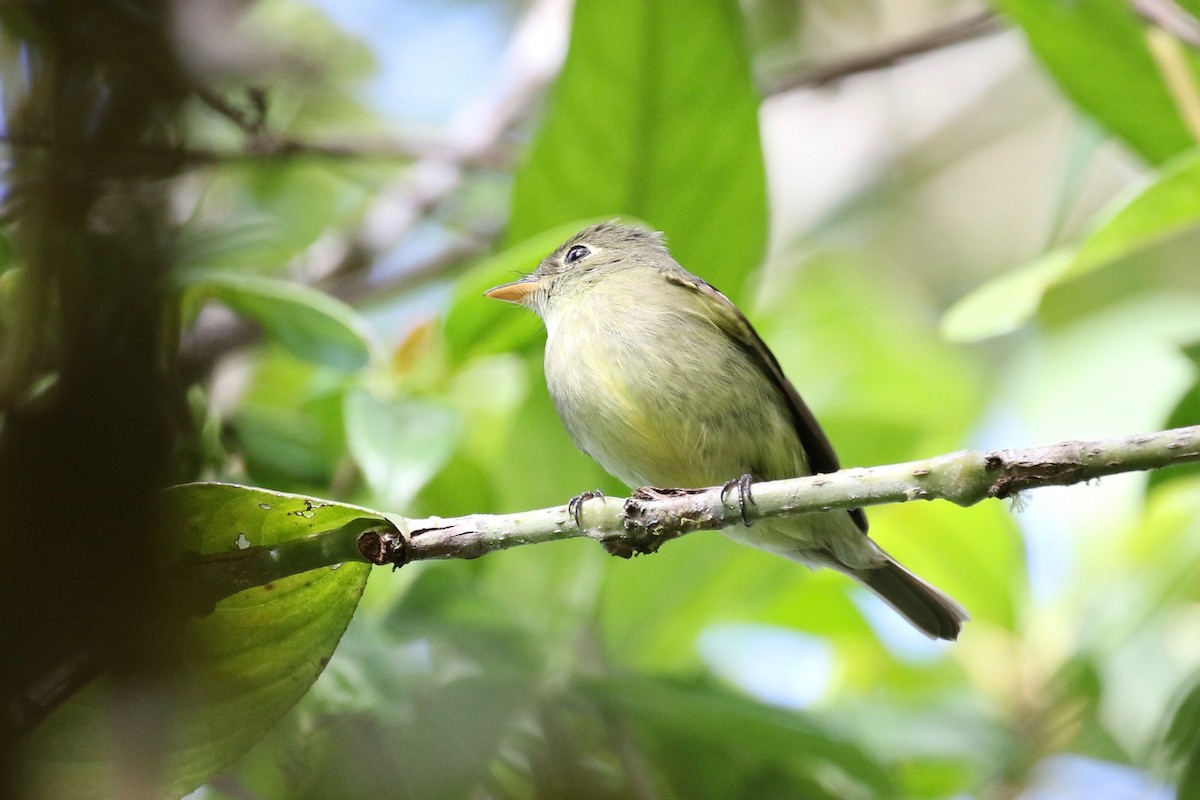 Yellow-bellied Flycatcher - ML197714841