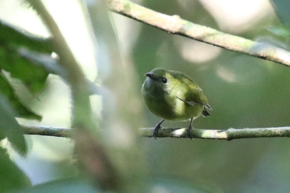 White-ruffed Manakin - ML197715011