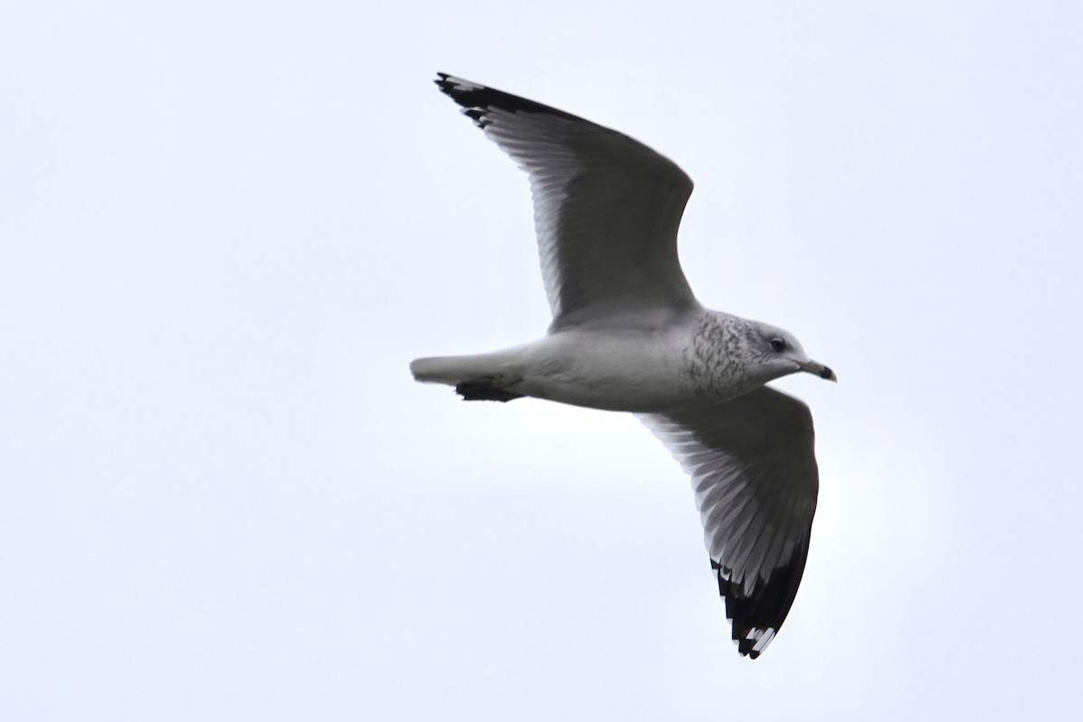 Ring-billed Gull - Mathieu Glachant