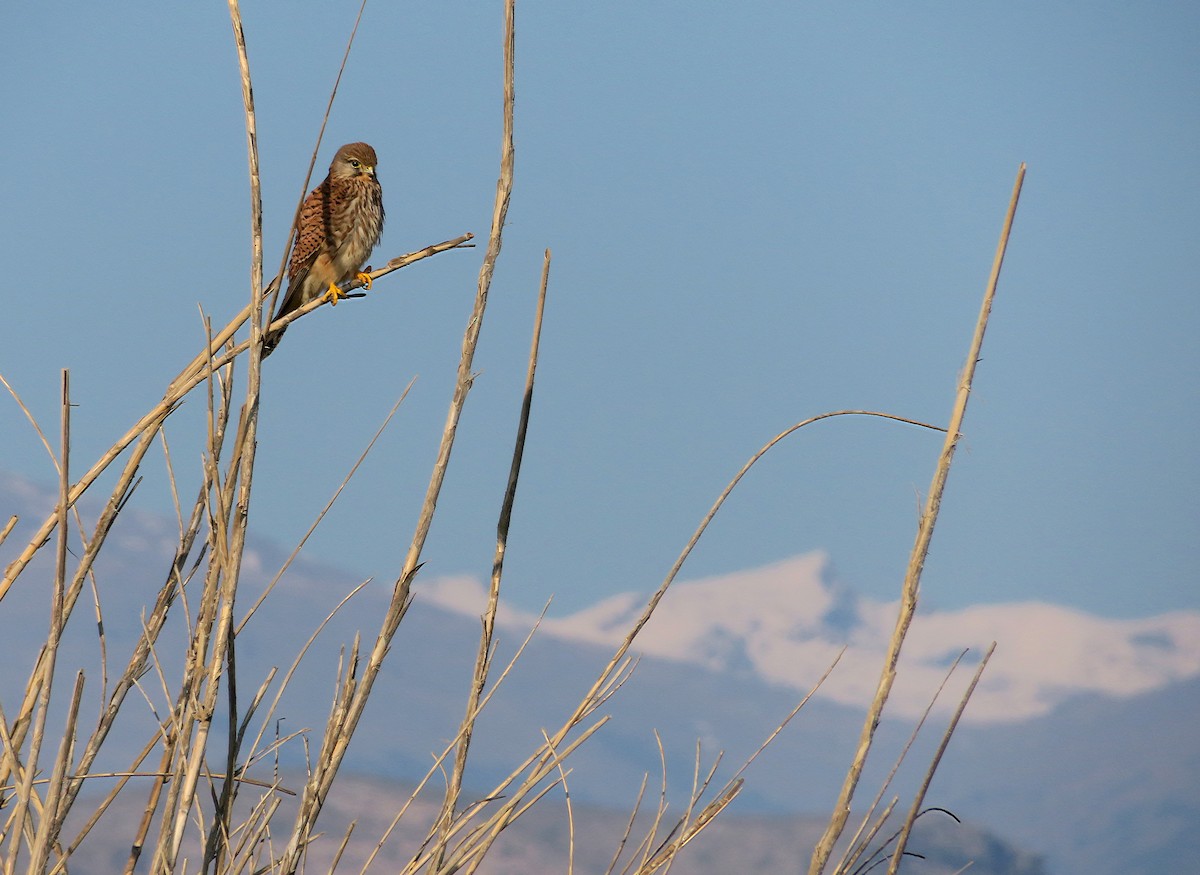 Eurasian Kestrel - ML197716991