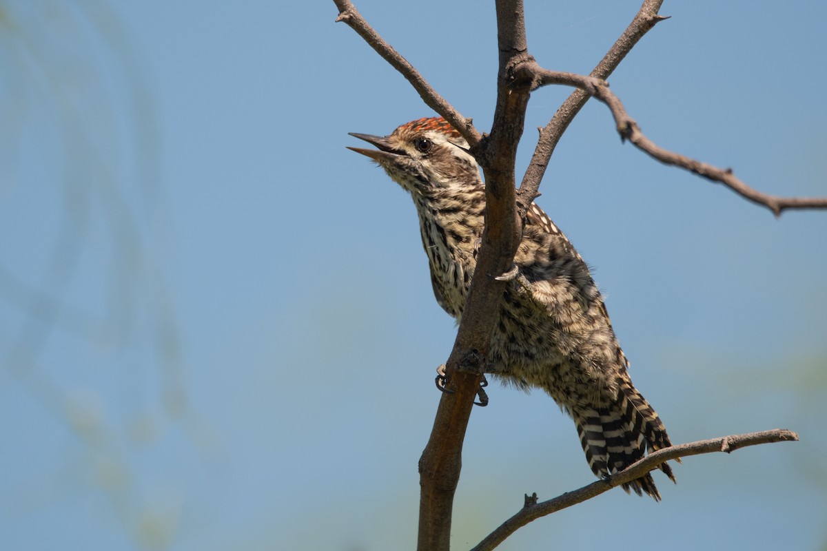 Checkered Woodpecker - ML197717311