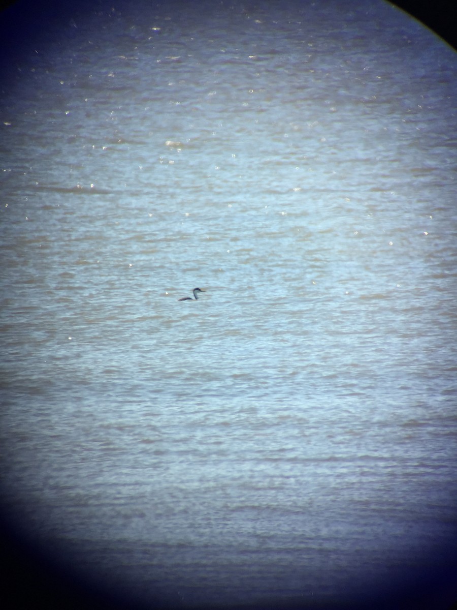 Western Grebe - ML197719311