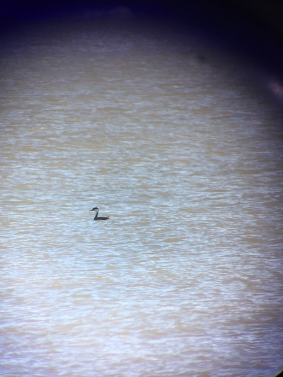 Western Grebe - ML197719411