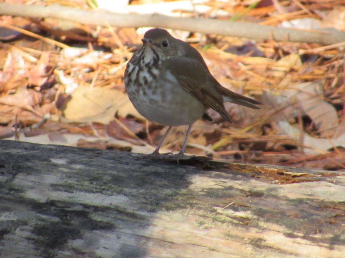 Hermit Thrush - ML197720301