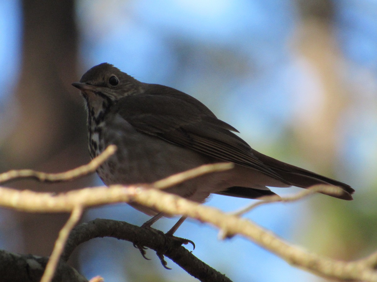 Hermit Thrush - ML197720321